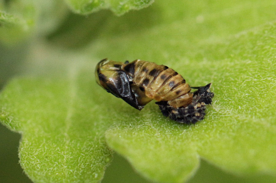 Hippodamia variegata - ciclo vitale